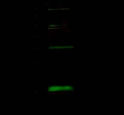 Western Blot: BUD31 Antibody [NBP2-99132]