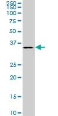 Western Blot: BVES Antibody (3F7) [H00011149-M02]