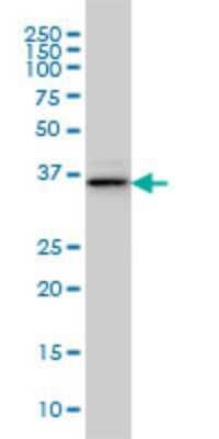 Western Blot: BVES Antibody (3F7) [H00011149-M02]