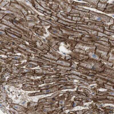 Immunohistochemistry-Paraffin: BVES Antibody [NBP1-83286]