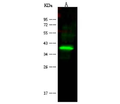 Western Blot: BVES Antibody [NBP2-98933]