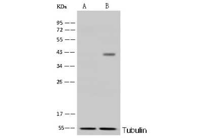 Western Blot: BVES Antibody [NBP2-98934]
