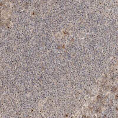 Immunohistochemistry: BYSL Antibody [NBP1-89500]