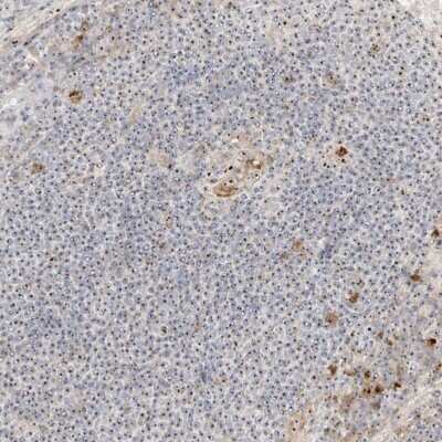 Immunohistochemistry-Paraffin: BYSL Antibody [NBP1-89501]