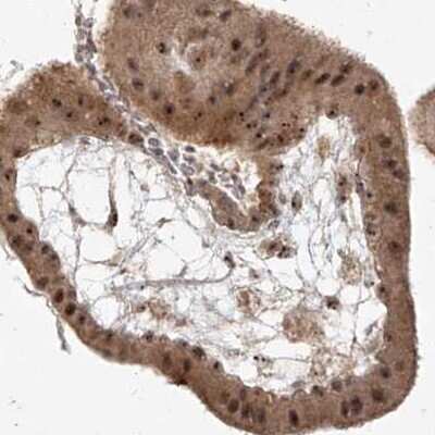 Immunohistochemistry-Paraffin: BYSL Antibody [NBP1-89500]