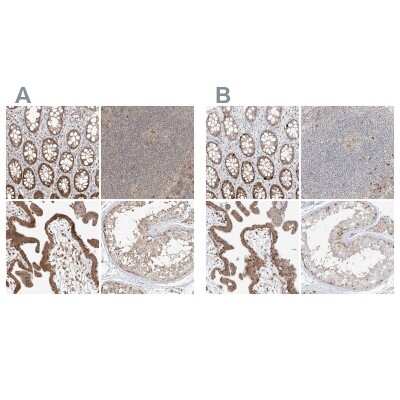 Immunohistochemistry-Paraffin: BYSL Antibody [NBP1-89500]