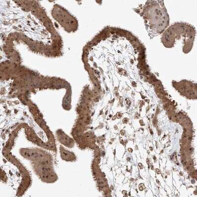 Immunohistochemistry-Paraffin: BYSL Antibody [NBP1-89500]