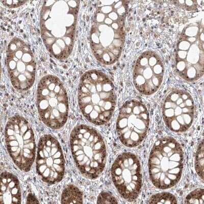 Immunohistochemistry-Paraffin: BYSL Antibody [NBP1-89500]