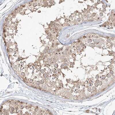 Immunohistochemistry-Paraffin: BYSL Antibody [NBP1-89500]