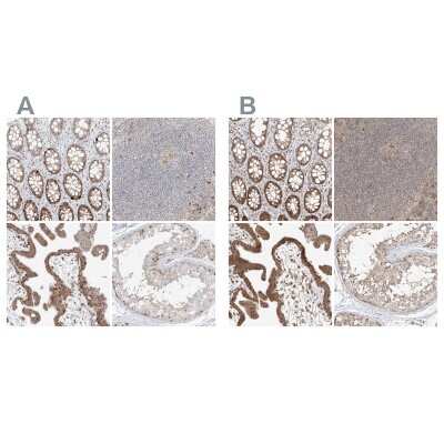 Immunohistochemistry-Paraffin: BYSL Antibody [NBP1-89501]