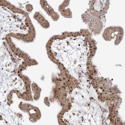 Immunohistochemistry-Paraffin: BYSL Antibody [NBP1-89501]