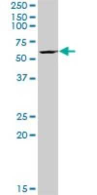 Western Blot: BYSL Antibody [H00000705-B01P]