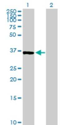 Western Blot: BYSL Antibody [H00000705-B01P]
