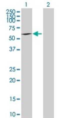 Western Blot: BYSL Antibody [H00000705-B02P]