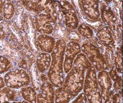 Immunohistochemistry-Paraffin: BZW2 Antibody [NBP1-32519]