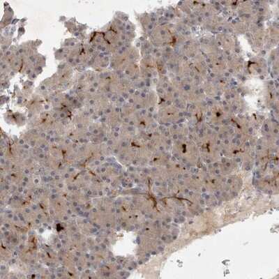 Immunohistochemistry-Paraffin: BZW2 Antibody [NBP1-83182]