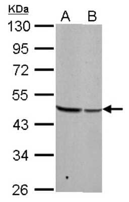 Western Blot: BZW2 Antibody [NBP1-32519]