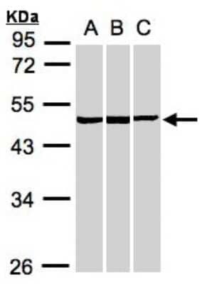 Western Blot: BZW2 Antibody [NBP1-32519]
