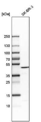 Western Blot: BZW2 Antibody [NBP1-83183]