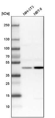 Western Blot: BZW2 Antibody [NBP1-83183]