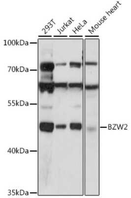 Western Blot: BZW2 AntibodyAzide and BSA Free [NBP2-92265]