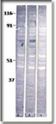 Western Blot: Baboon Antibody [NB300-664]
