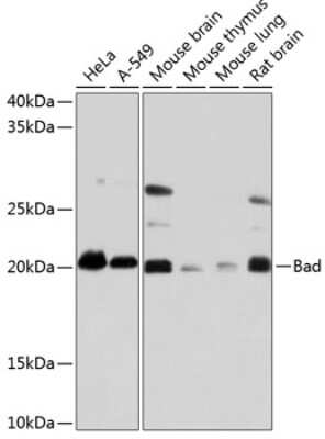 Western Blot: Bad Antibody (1I10A2) [NBP3-15801]