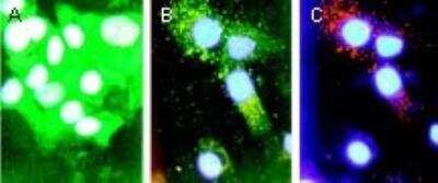 Immunocytochemistry/ Immunofluorescence: Bad Antibody [NB100-56080]