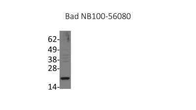 Western Blot: Bad Antibody [NB100-56080]