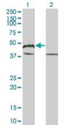 Western Blot: Bag-1 Antibody (2D3) [H00000573-M02]