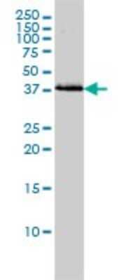 Western Blot: Bag-1 Antibody (2D3) [H00000573-M02]