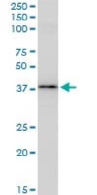 Western Blot: Bag-1 Antibody (2D3) [H00000573-M02]