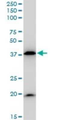 Western Blot: Bag-1 Antibody (2D3) [H00000573-M02]