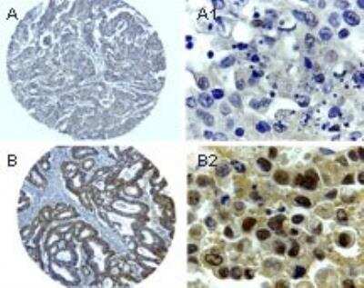 Immunohistochemistry-Paraffin: Bag-1 Antibody [NB100-56081]