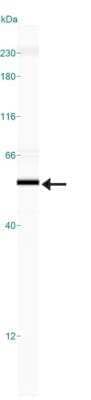 Simple Western: Bag-1 Antibody [NB100-56086]