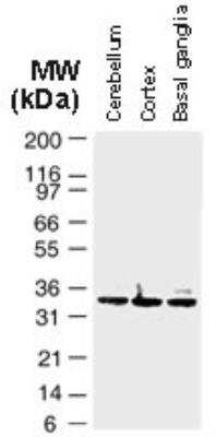 Western Blot: Bag-1 Antibody [NB100-56082]