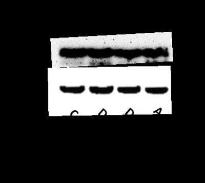 Western Blot: Bag-1 Antibody [NB100-56082]