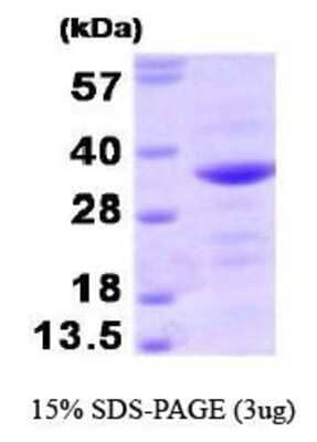 SDS-PAGE: Recombinant Human Bag-1 Protein [NBP1-41131]