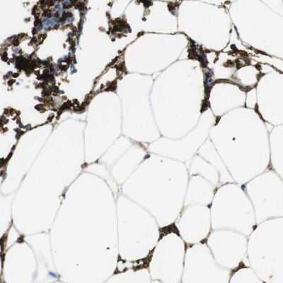 Immunohistochemistry-Paraffin: Band 3 Antibody [NBP1-90226]