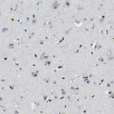 Immunohistochemistry-Paraffin: Band 3 Antibody [NBP1-90226]