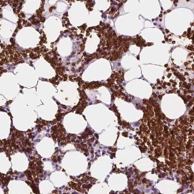 Immunohistochemistry-Paraffin: Band 3 Antibody [NBP2-49409]