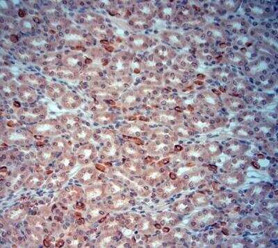 Immunohistochemistry-Paraffin: Band 3 Antibody [NBP2-80519]
