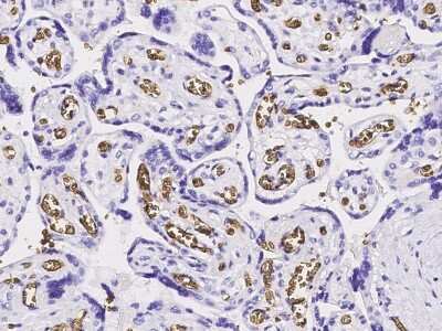 Immunohistochemistry-Paraffin: Band 3 Antibody [NBP2-98703]