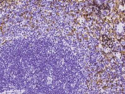 Immunohistochemistry-Paraffin: Band 3 Antibody [NBP2-99575]