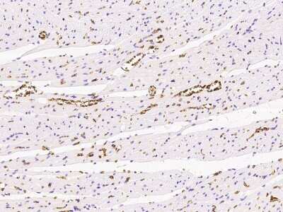 Immunohistochemistry-Paraffin: Band 3 Antibody [NBP2-99575]