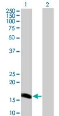 Western Blot: BarX1 Antibody (1E7) [H00056033-M01]