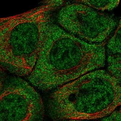 Immunocytochemistry/ Immunofluorescence: BarX2 Antibody [NBP2-57843]