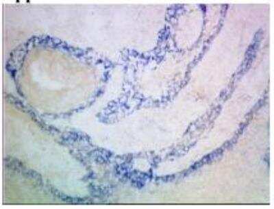 Immunohistochemistry: Basophils Antibody (212H6.16) [DDX0030P-100]