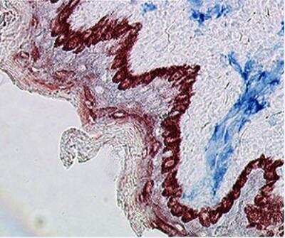 Immunohistochemistry-Paraffin: Basophils Antibody (212H6.16) [DDX0030P-100]