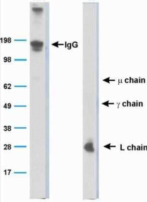 Western Blot: Bat Immunoglobulin Antibody (BT1-4F10)Azide and BSA Free [NBP2-80590]